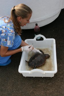 Tortuga Boba Operada Por La Veterinaria Ana Casal