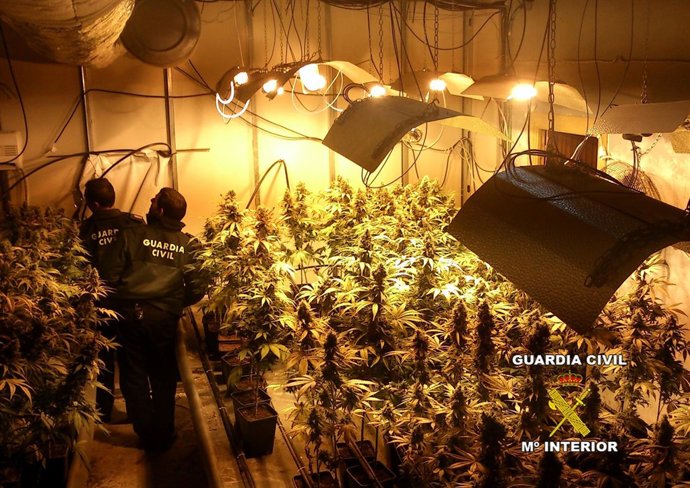 Invernadero De Marihuana Descubierto En Pinos Puente