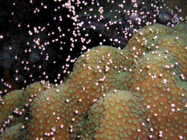 Colonia De Pequeñas Larvas De Coral