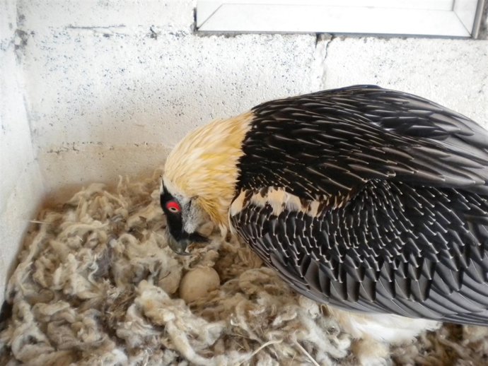 Quebrantahuesos Incubando Un Huevo