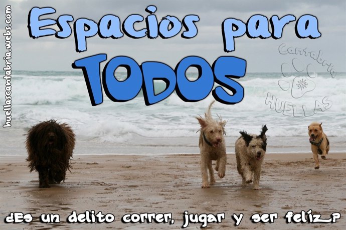 Perros En La Playa