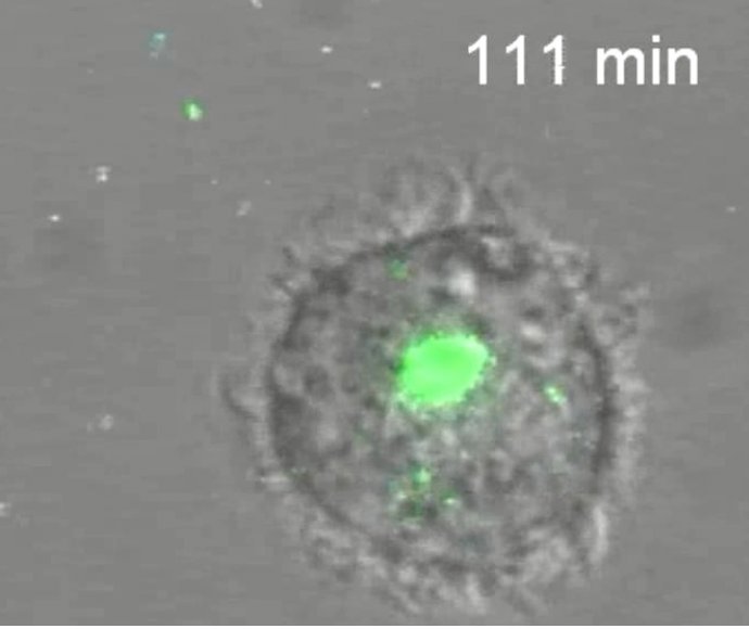 Imagen Final De La Invasión De Virus VIH A Una Célula Dentrítica