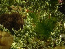 Caulerpa Racemosa, Alga