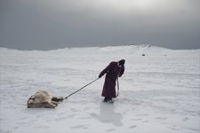 Asia, Mongolia. In The Photo, 29-Year-Old Erdene Tuya Hauls A Sheep Lost For The