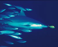 Shark Alliance celebra la nueva protección de varias especies de tiburón, raya y angelote, "particularmente vulnerables"