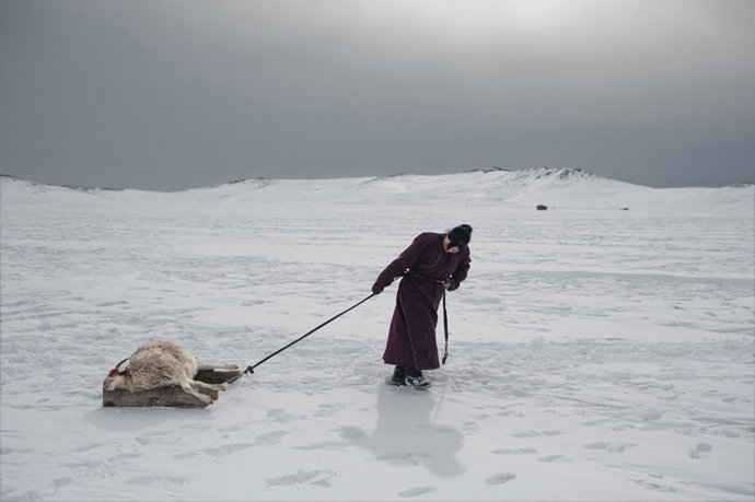Asia, Mongolia. In The Photo, 29-Year-Old Erdene Tuya Hauls A Sheep Lost For The