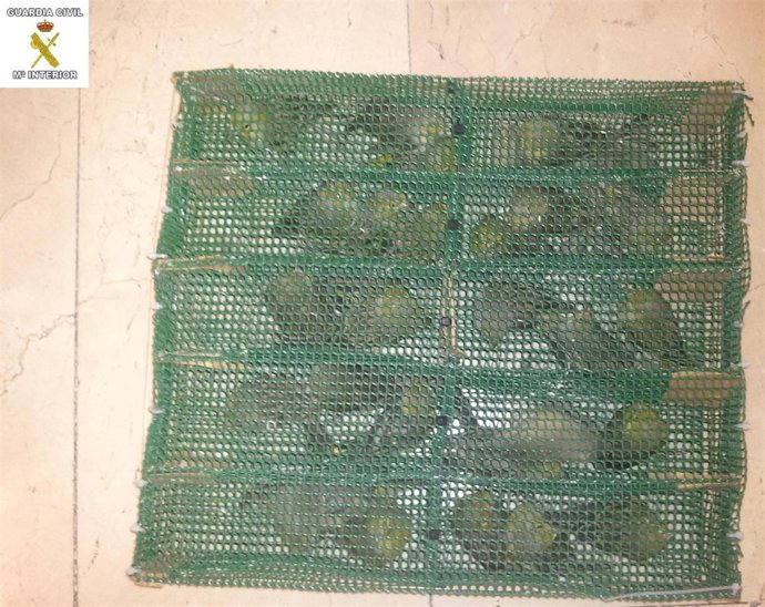 Aves Incautadas Por La Guardia Civil    