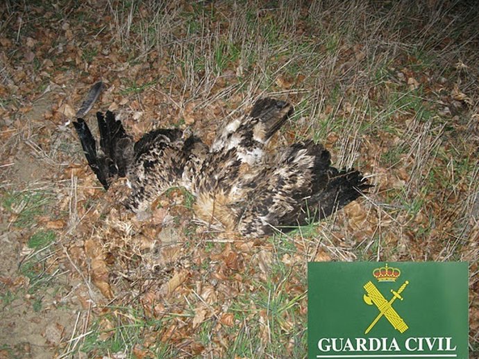 ÁGUILA MUERTA EN CIUDAD REAL