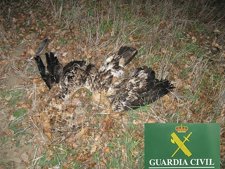 ÁGUILA MUERTA EN CIUDAD REAL