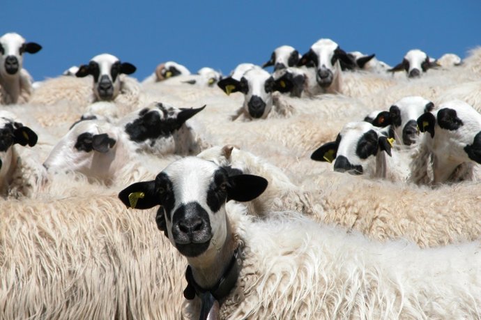 Ovejas