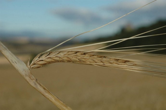 Garagarra klima-aldaketari egokitzen zaio