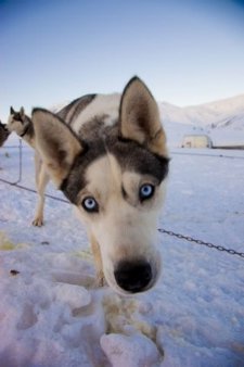 Perro Participante En La Pirena