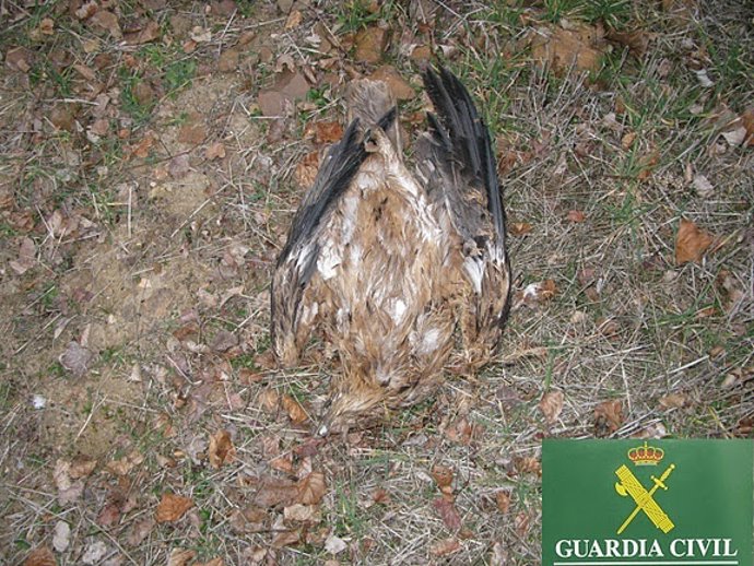 ÁGUILA MUERTA EN CIUDAD REAL