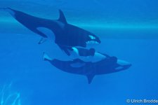 Orcas En El Loro Parque