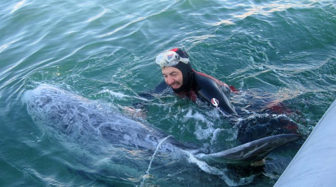 Un Momento Del Rescate Del Delfín Gris Calderón