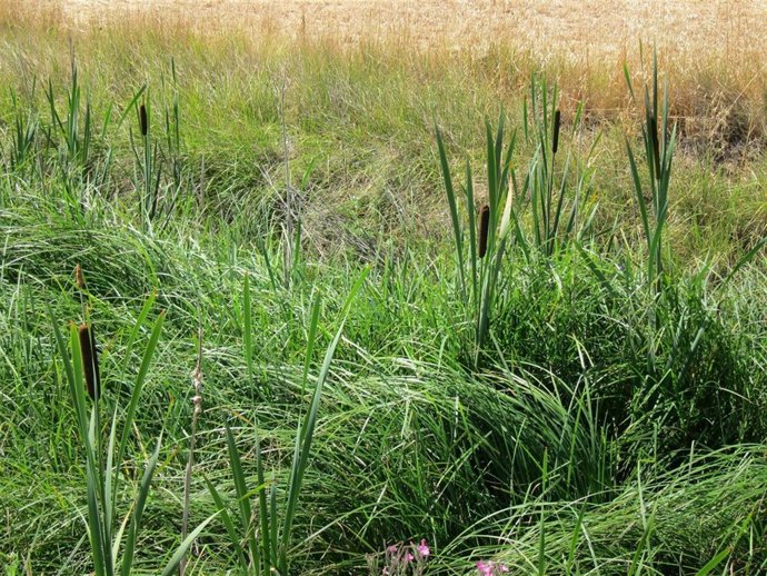 Juncos, Vegetación De Humedales