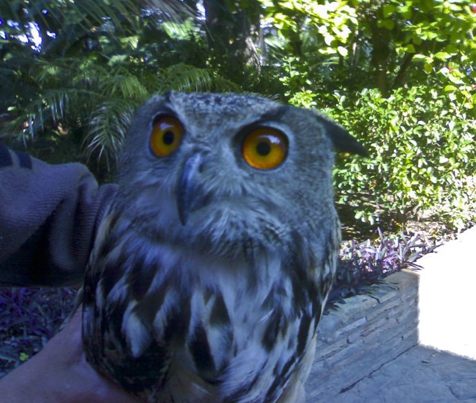 Ejemplar De Buho Real Recuperado