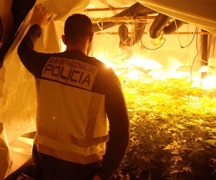 Cultivo De Marihuana Descubierto En El Barrio De San Blas