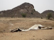 Caballo muerto de inhanición en Chad