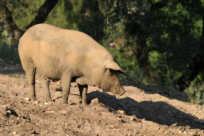 Cerdos para jamón ibérico