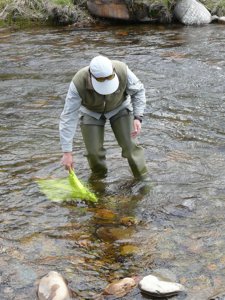 Recolección De Invertebrados En El Arlanzón (Burgos)