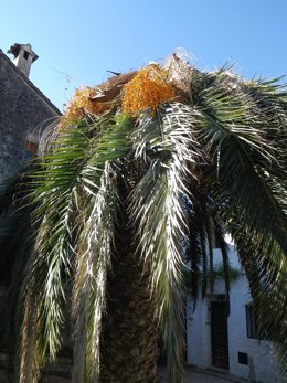 Palmera afectada por el picudo rojo.