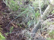 Una De Las Trampas Localizadas