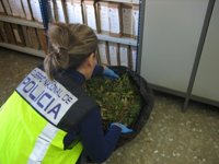 Desmantelan un invernadero de marihuana en una vivienda de la capital y detienen a dos personas