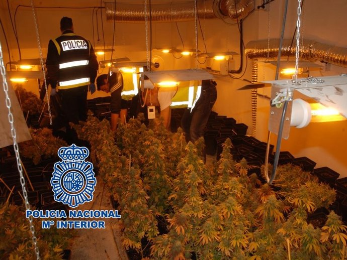 Detenido Un Matrimonio Por Gestionar Cuatro Invernaderos De Marihuana