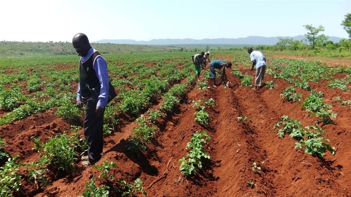 Agricultures Angoleños