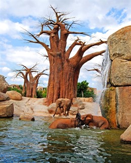 Elefantes En Bioparc