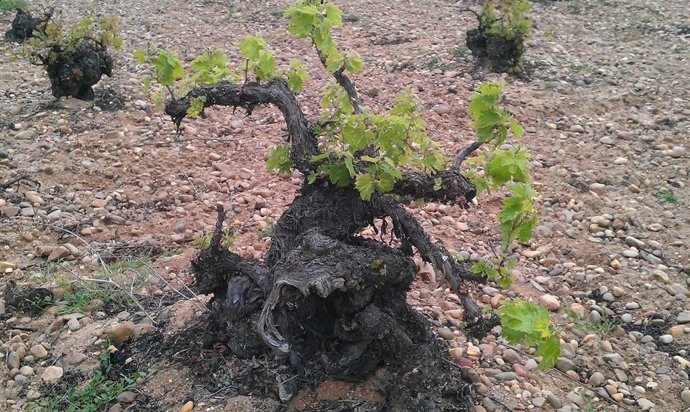 Imagen De Una Cepa Del Viñedo Viejo De Bodega Javier Sanz