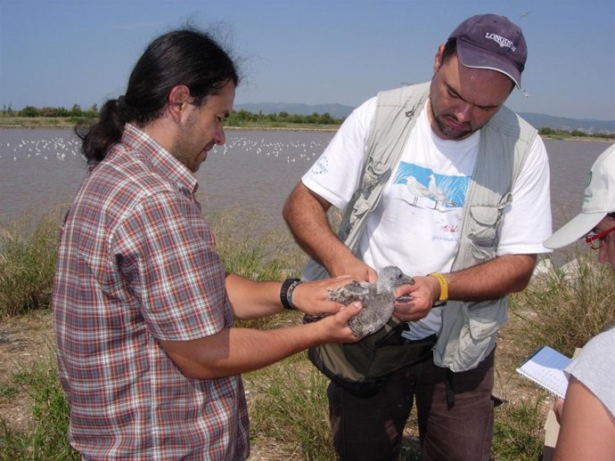 Anillamiento De Ave, Gaviota Corsa