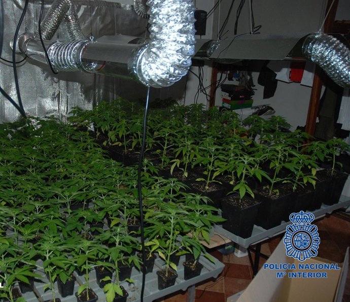 Imagen Del Cultivo 'Hidropónico' De Marihuana