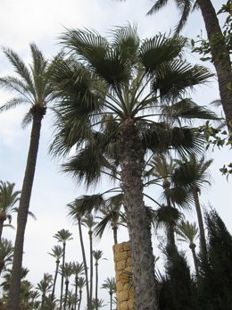 Palmera