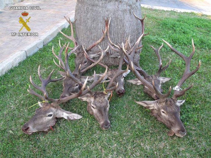 Cabezas De Ciervo Macho Intervenidas Por La Guardia Civil