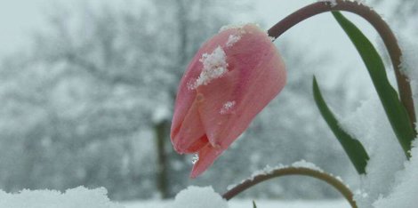 Flor Helada, Con Nieve, Frío, Hielo.