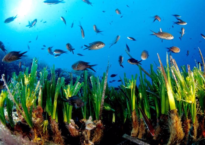 Pradera De Posidonia Oceanica En Formentera.