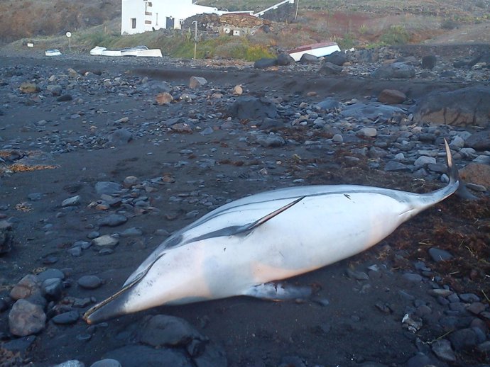 Delfín muerto en Playa Quemada