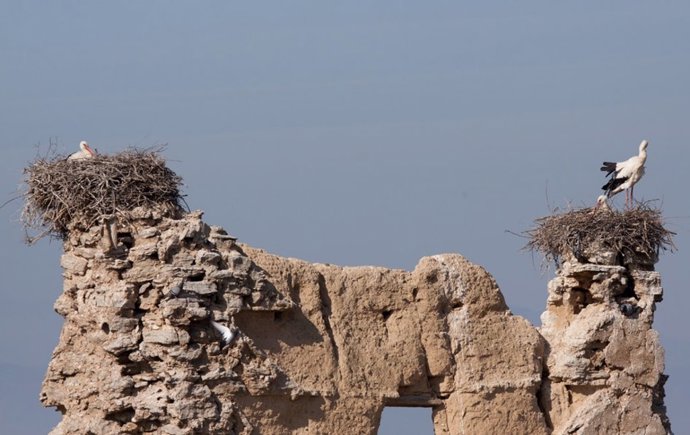 Nidos De Cigüeñas En Navarra.