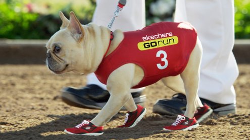 Un Perrito Con Skechers 