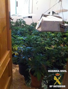 Imagen De La Plantación Hallada En Villajoyosa