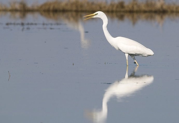 Imagen De Un Ave En La Albufera