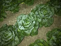 Productores de lechuga de Murcia, Alicante y Almería sufren grandes pérdidas por las heladas