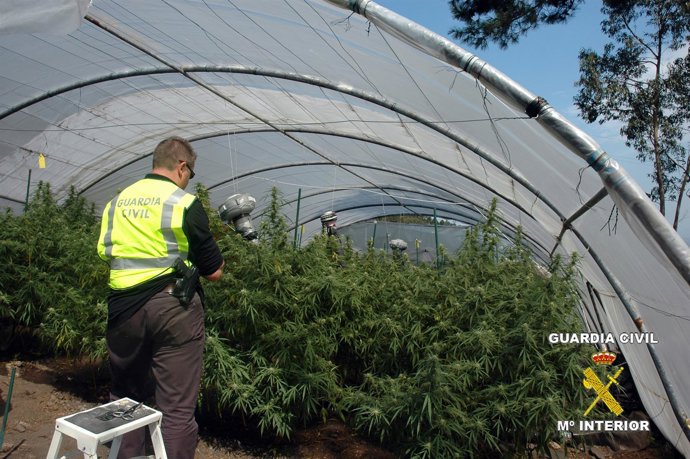 Una De Las Plantaciones De Marhuana Localizada.