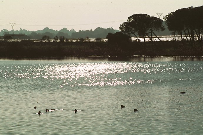 Laguna De Palos