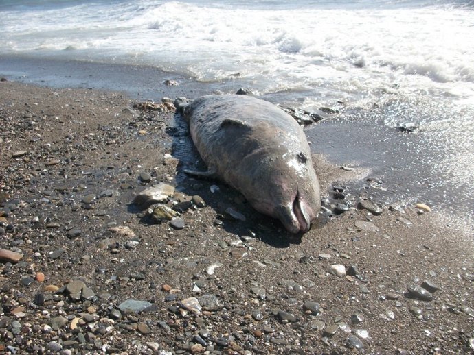 Zifio De Cuvier Varado 