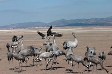 Grullas En La Laguna De Gallocanta (Zaragoza)