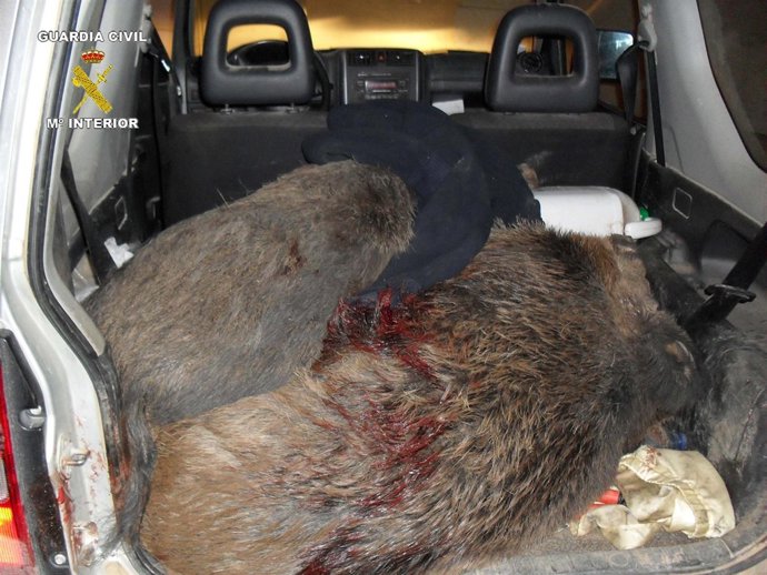 Jabali Muertos En Maletero