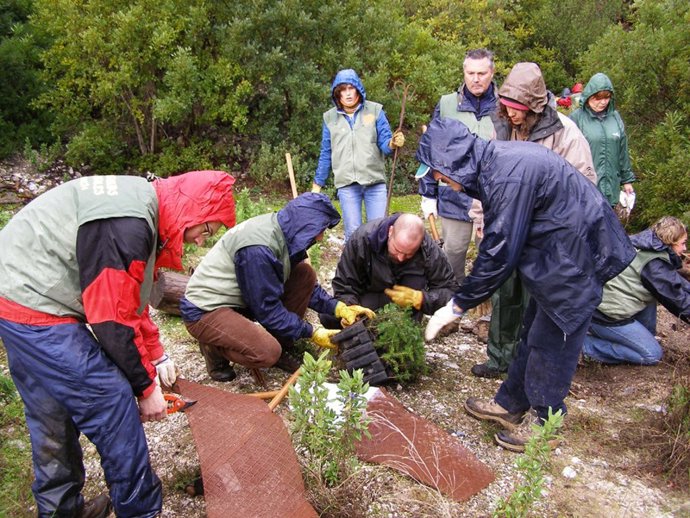 Reforestación de árboles